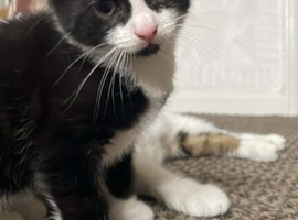 2 black and white kittens ready to go
