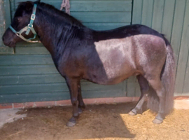 Falabella