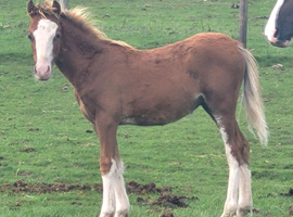 WELSH SECTION C CHESTNUT COLT