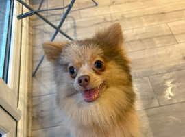 Female teacup Pomeranian
