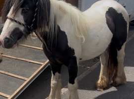 Black and white mare lead rein pony
