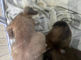 Shih Tzu pups