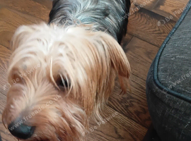 Airdaile terrier cross,with jack russell