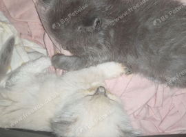 Munchkin cross Ragdoll Kittens