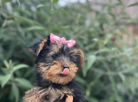 4 beautiful Yorkshire terrier puppy&rsquo;s ready now