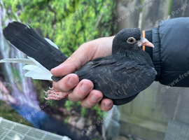 Roller pigeons