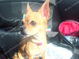 4 year old Chihuahua