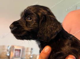 Cocker spaniel