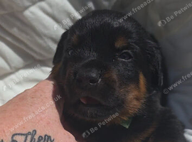 Rottweiler puppies