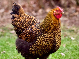 Gold laced Wyandotte point of lay pullets
