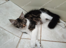 Gorgeous maine coon kittens