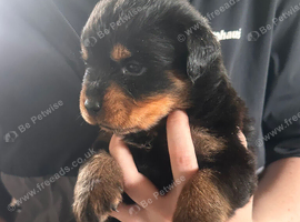 Chunky traditional Rottweiler pups