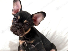 Beautiful Frenchie Boy