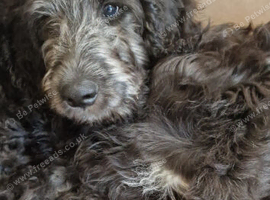 F1B  Rare black standard Goldendoodle puppies in North Wales