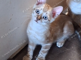 Bengal Kittens