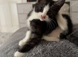 british shorthair cross domestic
