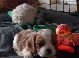5 GORGEOUS CAVALIER KING CHARLES SPANIEL  PUPPIES FOR LOOKING FOR NEW HOME AND FAMILY!!