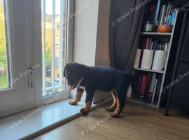 Rehome
