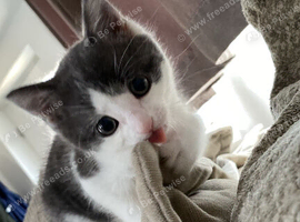 Female kitten
