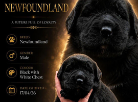 8 week old male black