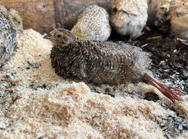 Female Coturnix Quail
