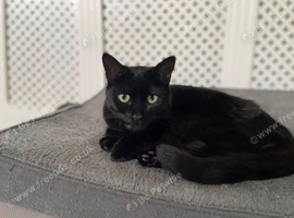 Black cat missing. Fort William. plantation