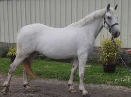 Registered irish draft mare