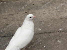 Turkish pigeons