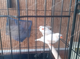 4 zebra finches