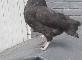 Black bantam chicken