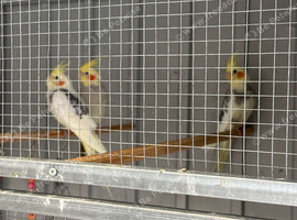 Baby cockatiels for sale