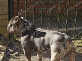 Beautiful kc registered French bulldog