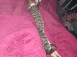 Female cat