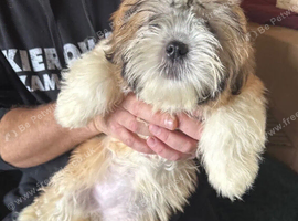 Shih Tzu Last one girl ready for new homes