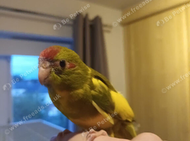 Kakariki - Hand Tame - Baby Kakarikis