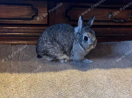 Netherland dwarf doe