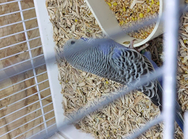 Nice budgie for sale