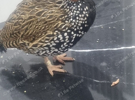 Female black francolin