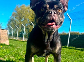 Beautiful lady looking for her forever home