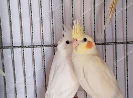 Baby Cockatiels
