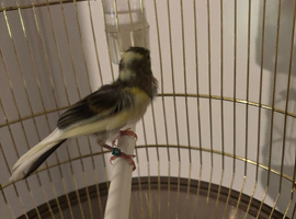 Raza canary 2026