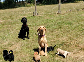 3 beautiful springador puppies left