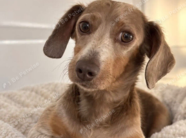 Lilac and Tan miniature dachshund for sale/rehome
