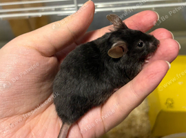 4 Really friendly fancy male mice for sale