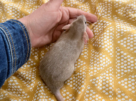 3 males left. Baby Dumbo straight and Rex/husky rats