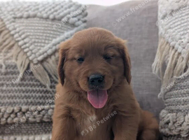Sweet and playful Golden Retriever pups