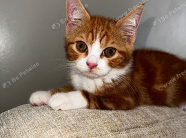 Red and white male tabby