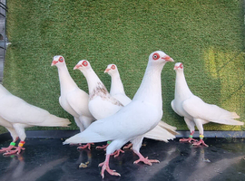 Pigeons for sale (shtrausers)
