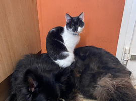 Zips. Older girl looking for forever home