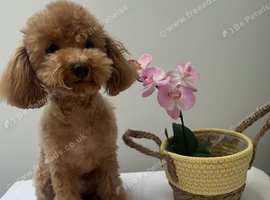 Red male Asian/toy poodle puppy